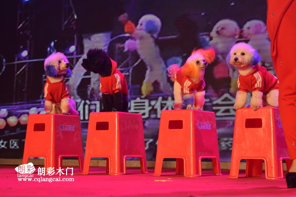 重庆朗彩木门：2017年新春团会萌宠登场，欢乐无限